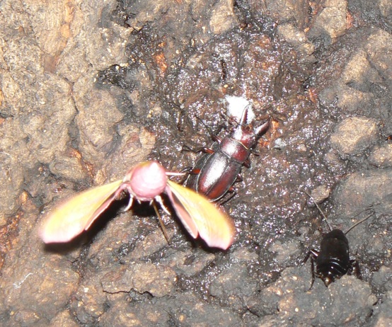 団地前のクヌギ_後面-目線より50cm上 ノコギリクワガタのペア 2021年7月12日 19時25分頃 気温28度